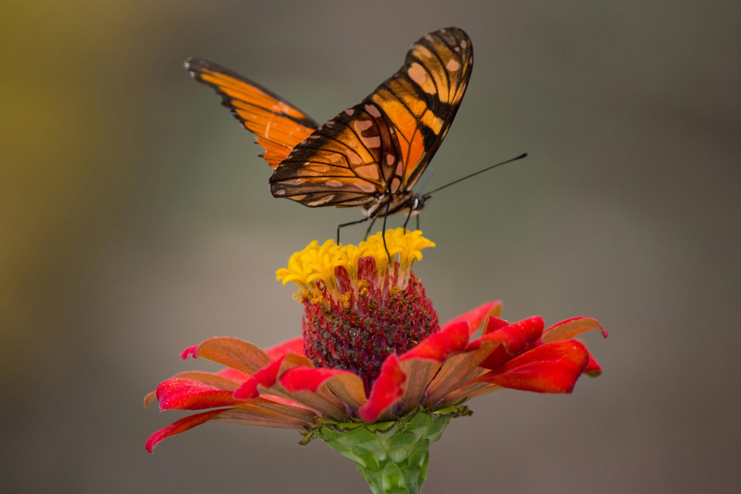 Schmetterling auf einer Blume.